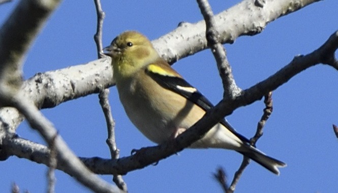 American Goldfinch - Jyothish Nelson