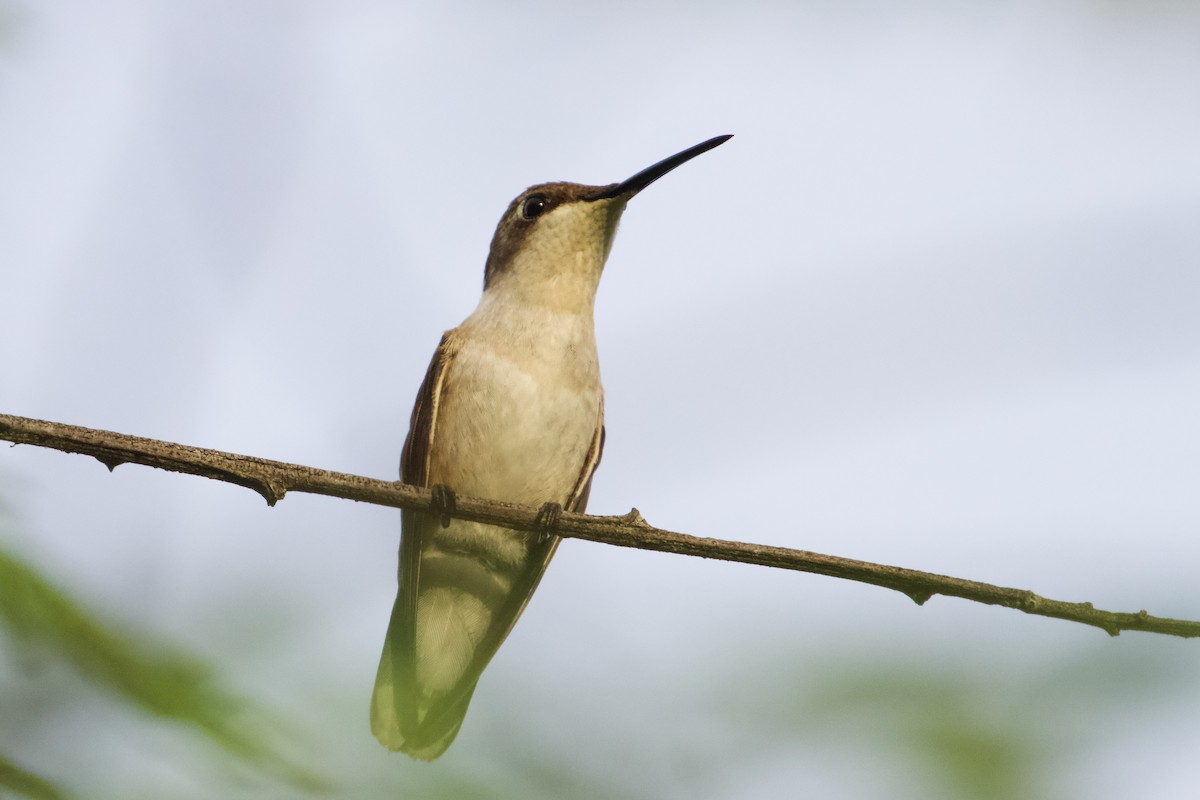 Ruby-throated Hummingbird - ML611533152