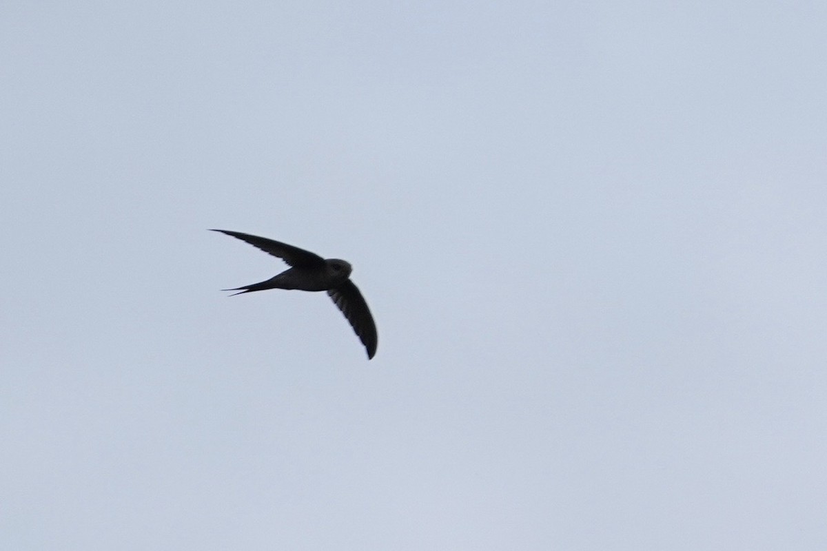 Malagasy Palm Swift - ML611533244