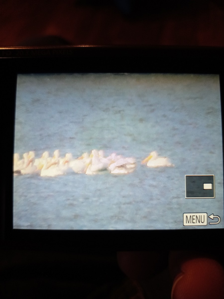 American White Pelican - ML611533276