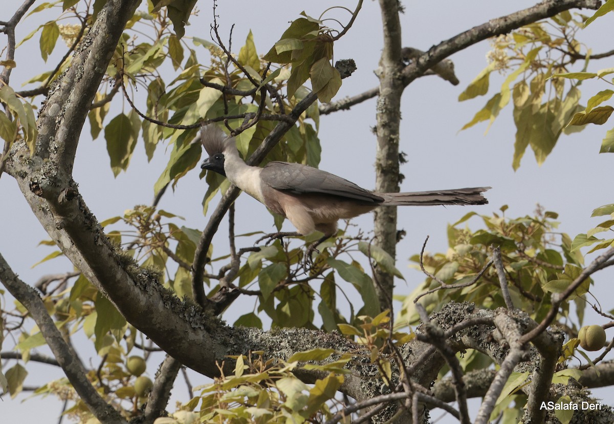 Bare-faced Go-away-bird (Black-faced) - ML611533302