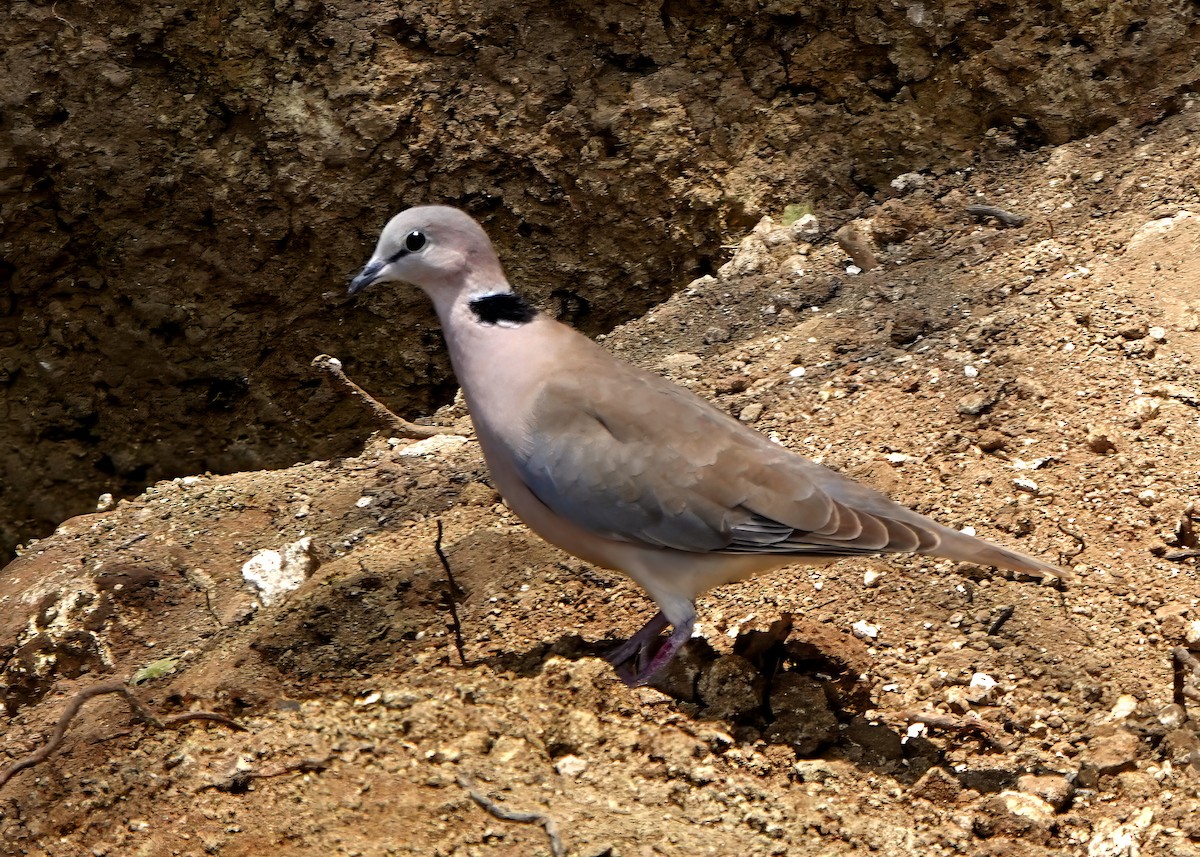 Ring-necked Dove - ML611533311