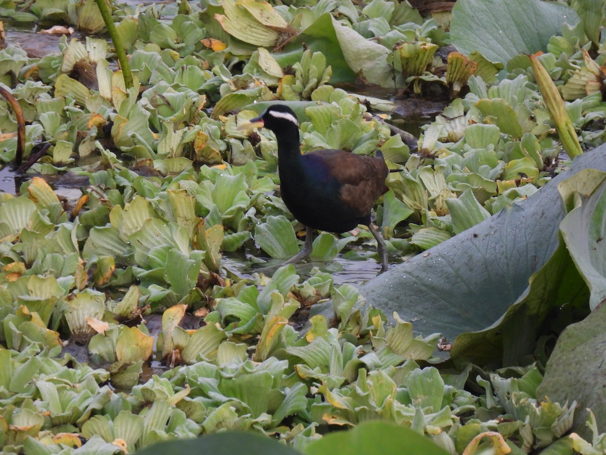 Bronze-winged Jacana - ML611533389