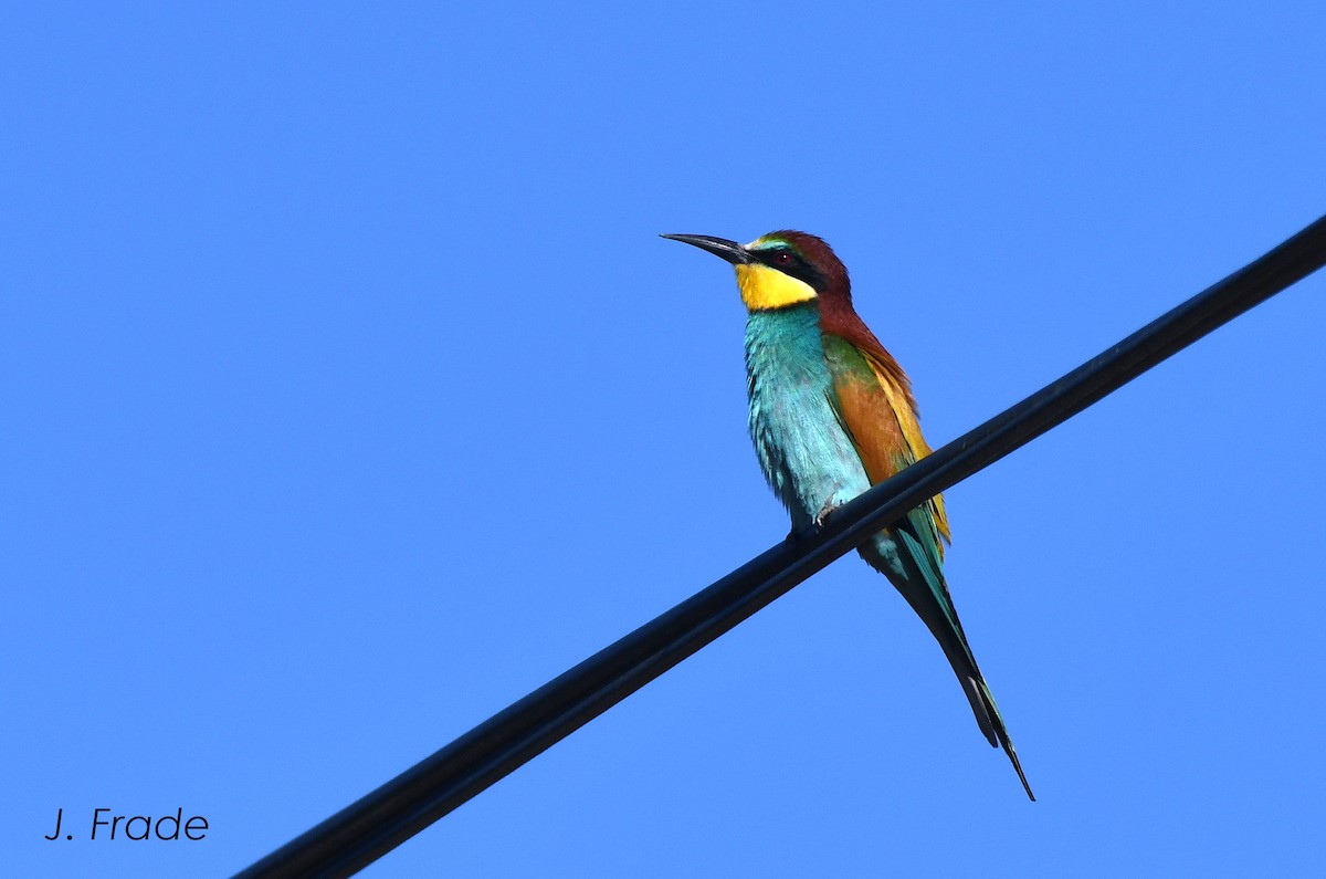 European Bee-eater - ML611533396