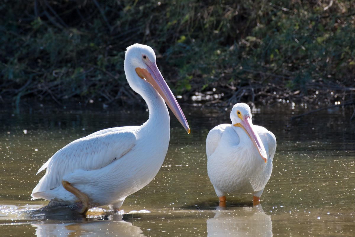 American White Pelican - ML611533413