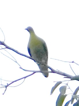 Buru Green-Pigeon - Phil Davis