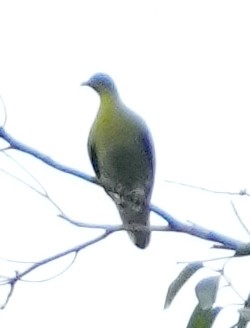 Buru Green-Pigeon - Phil Davis