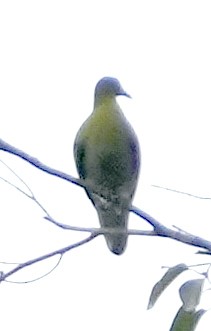 Buru Green-Pigeon - Phil Davis