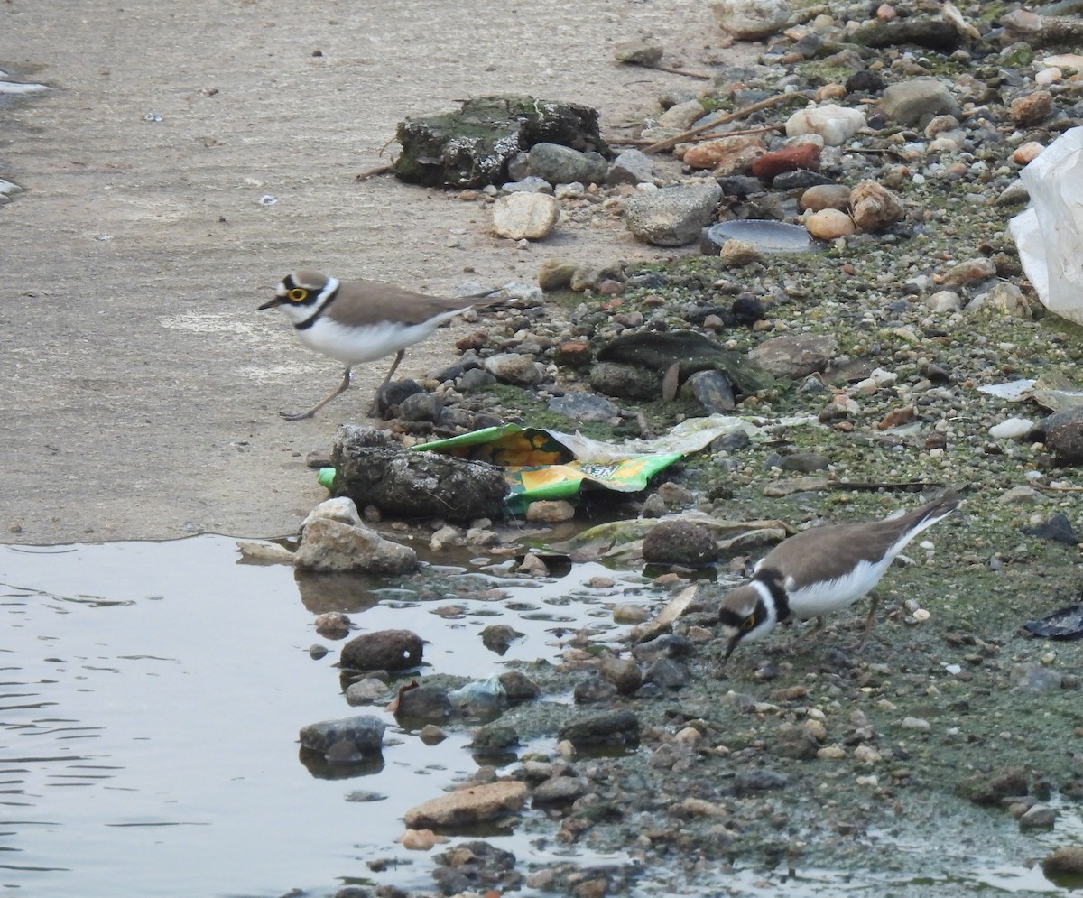 Little Ringed Plover - ML611533425