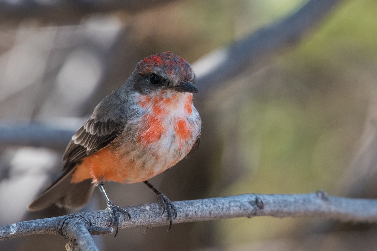 Vermilion Flycatcher - ML611533526