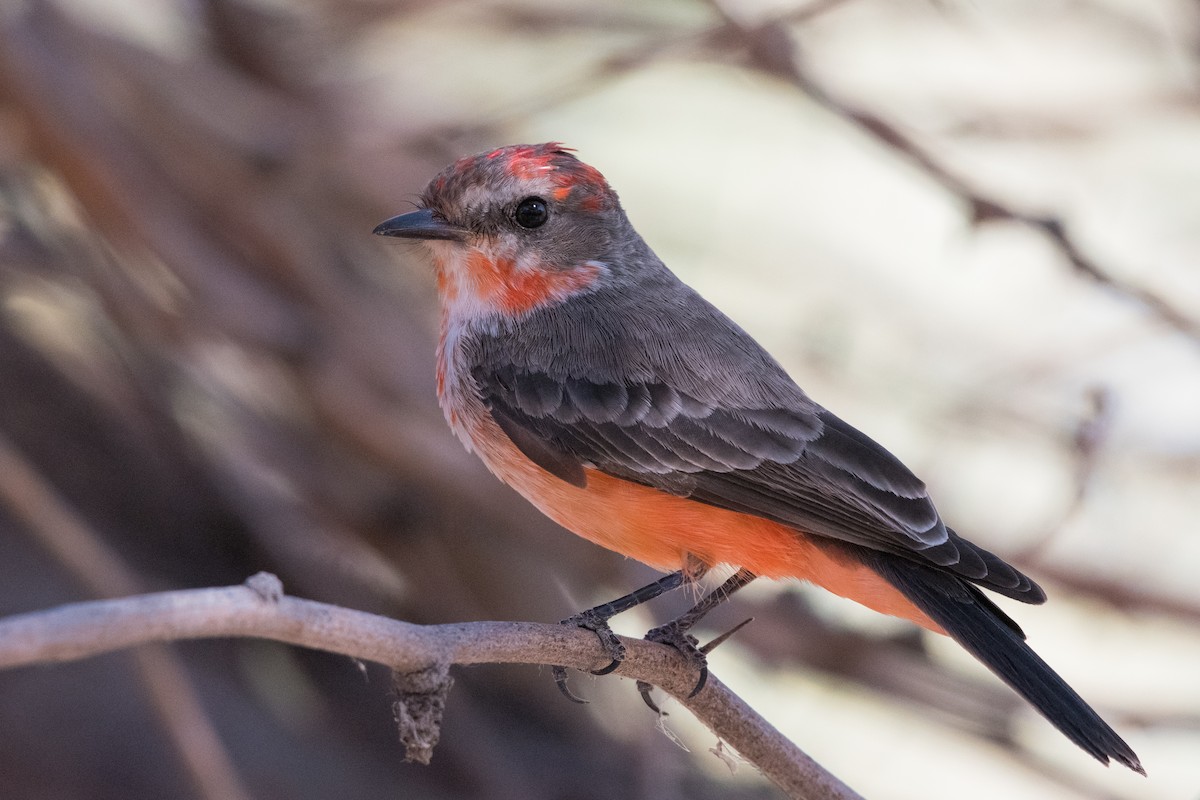 Vermilion Flycatcher - ML611533528