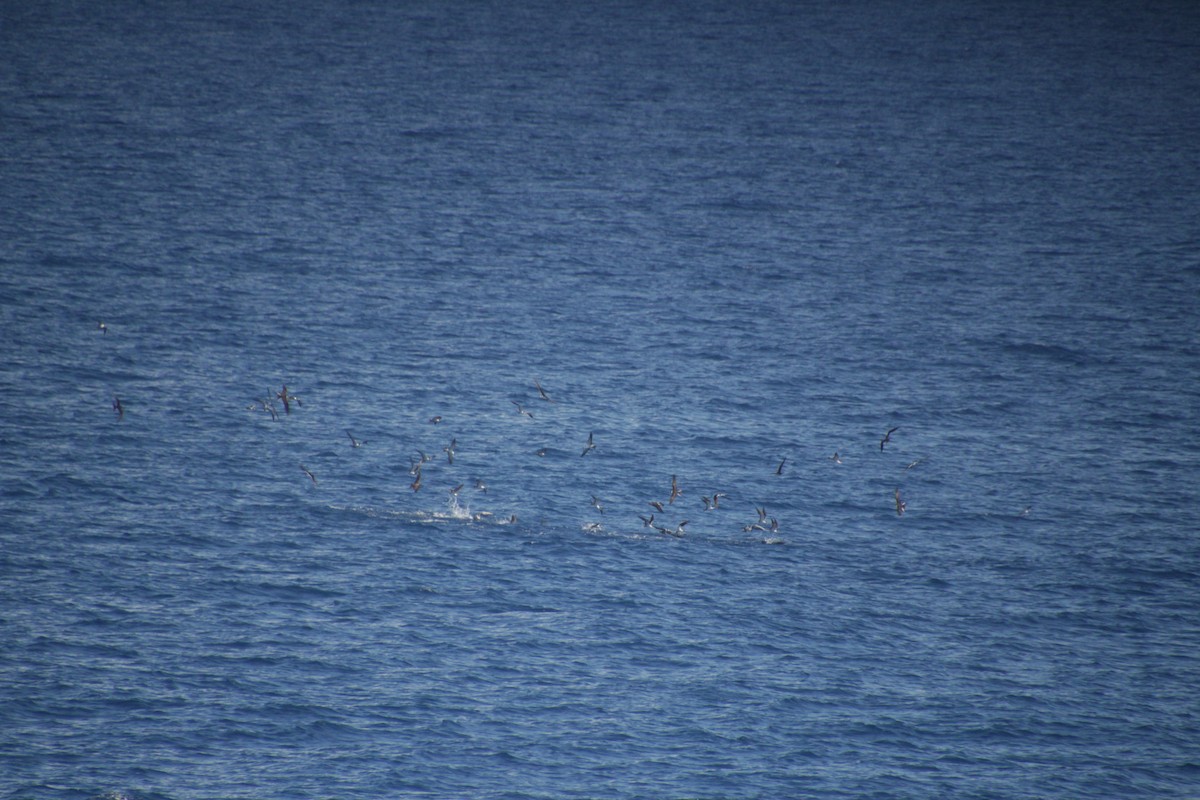 Sooty Tern - ML611533530