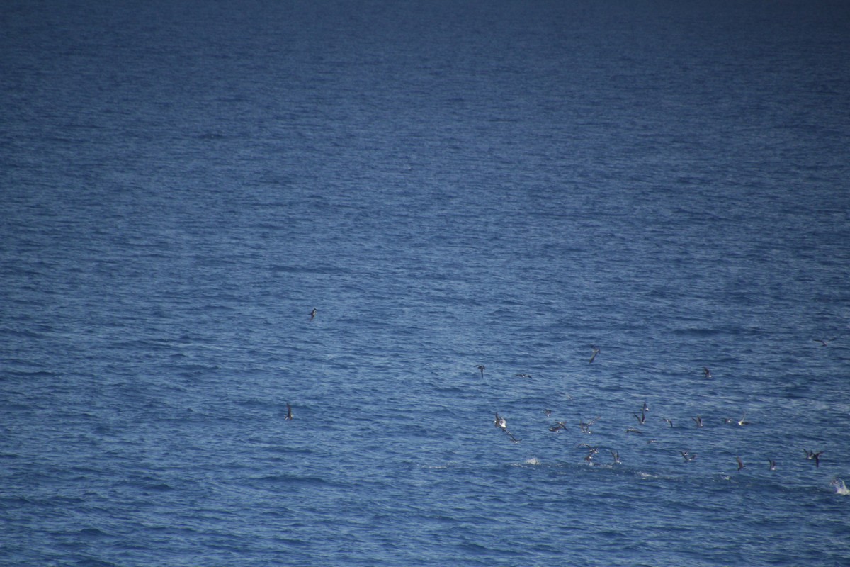 Sooty Tern - ML611533531