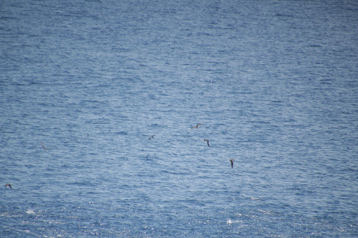 Sooty Tern - ML611533534