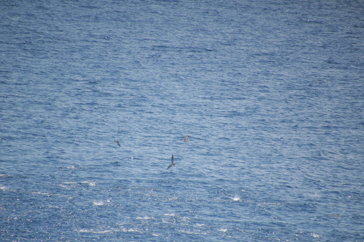 Sooty Tern - ML611533539