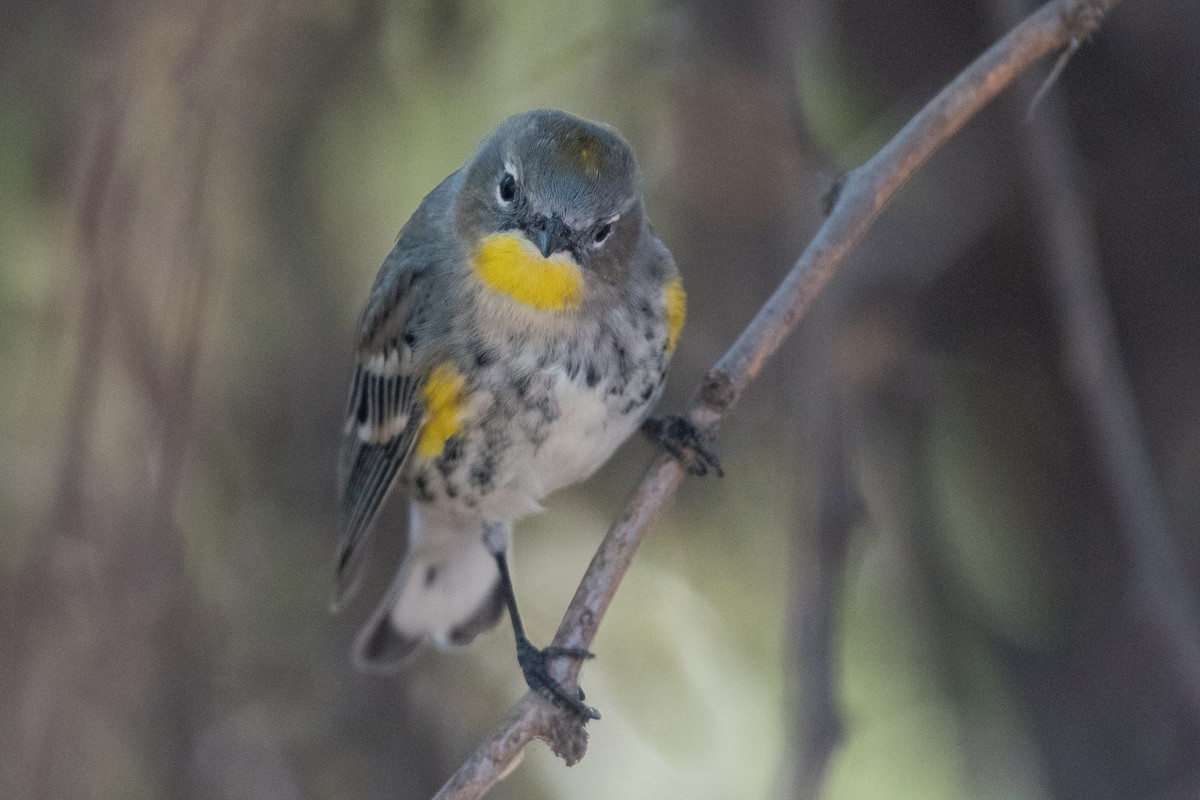 Yellow-rumped Warbler - ML611533589