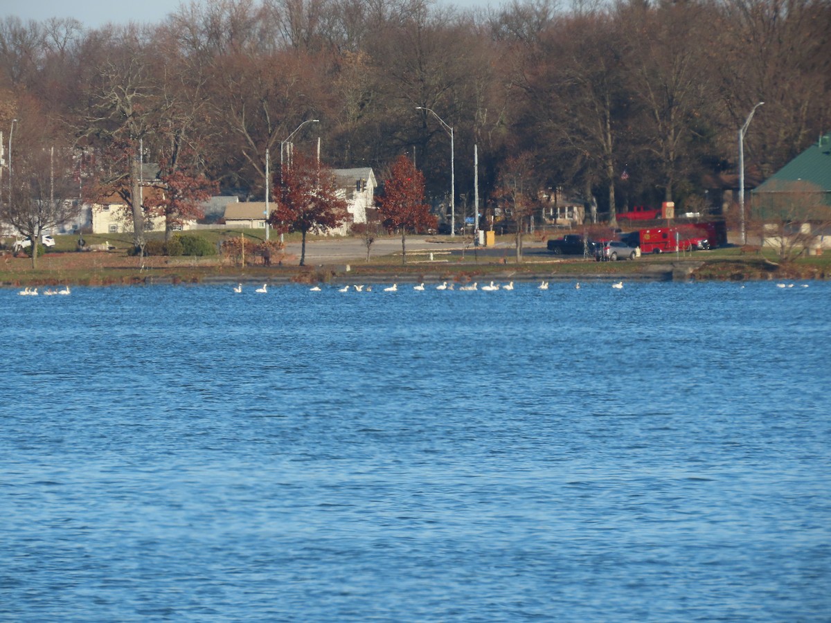 Tundra Swan - ML611533617