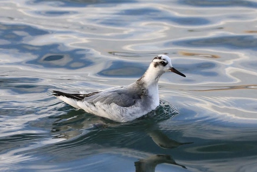 Red Phalarope - ML611533712