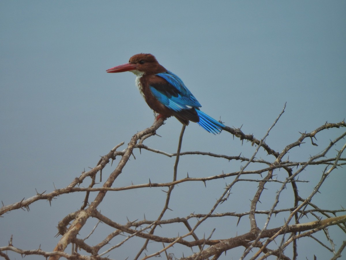 White-throated Kingfisher - Jayendra Rakesh Yeka