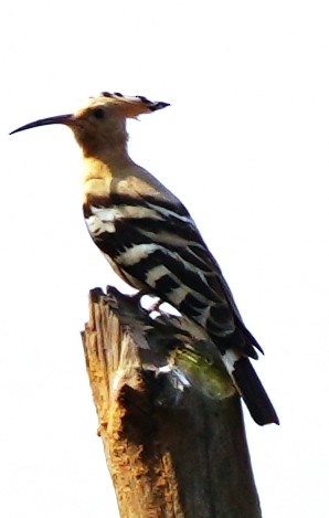 Eurasian Hoopoe - ML611533842