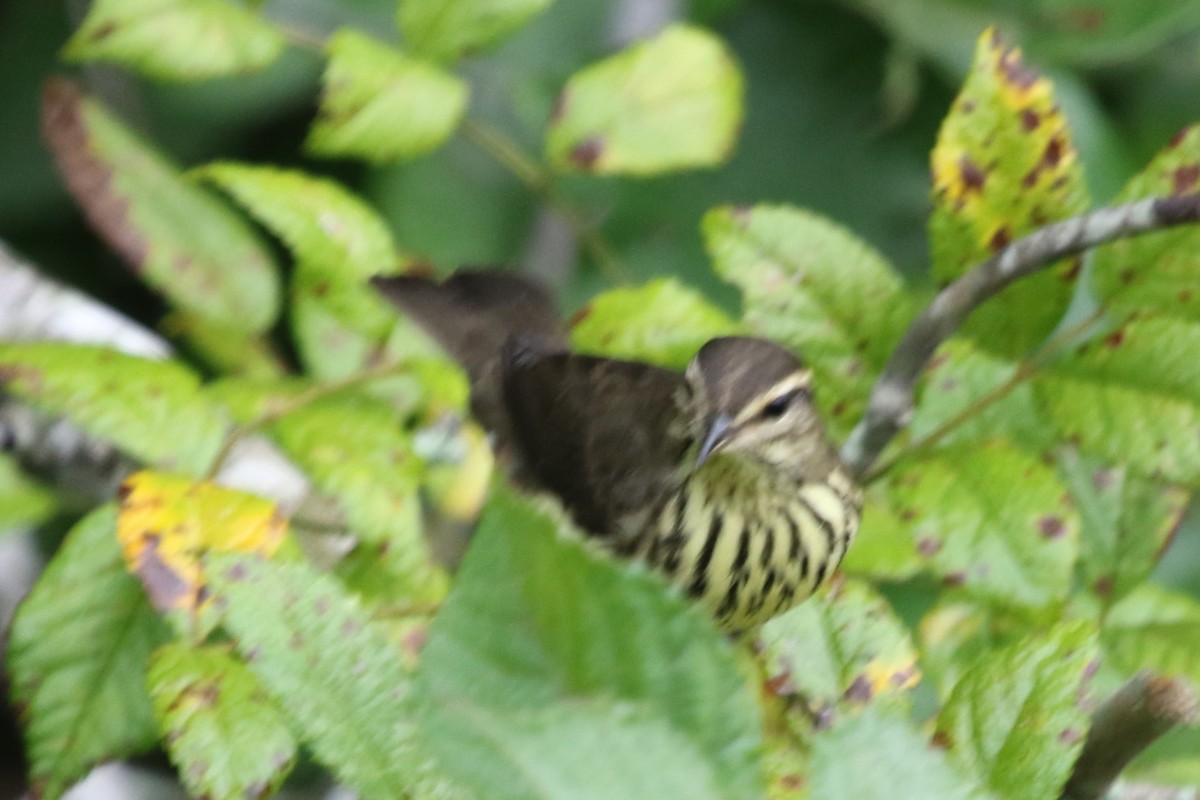 Northern Waterthrush - ML611533844