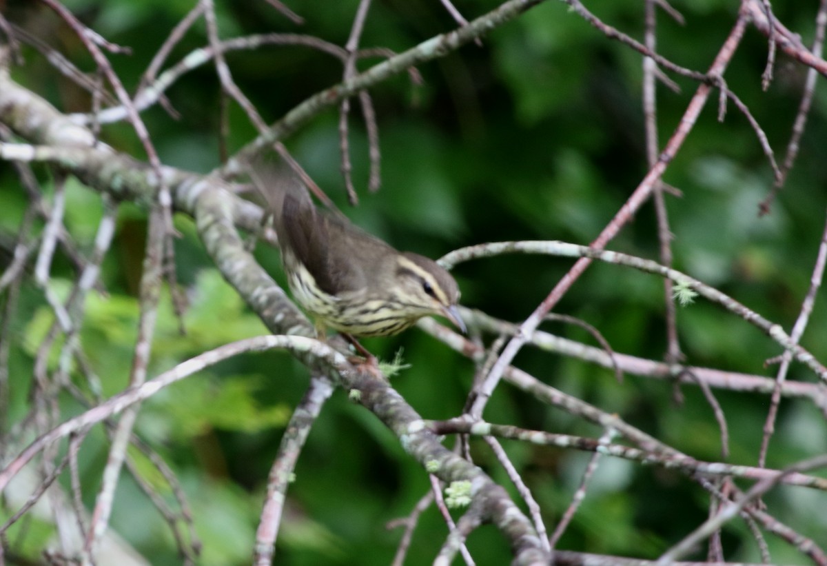 Northern Waterthrush - ML611533845