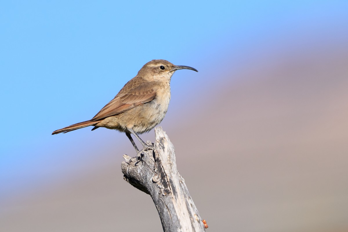 White-throated Earthcreeper - Luis Salazar Vargas 🇨🇱