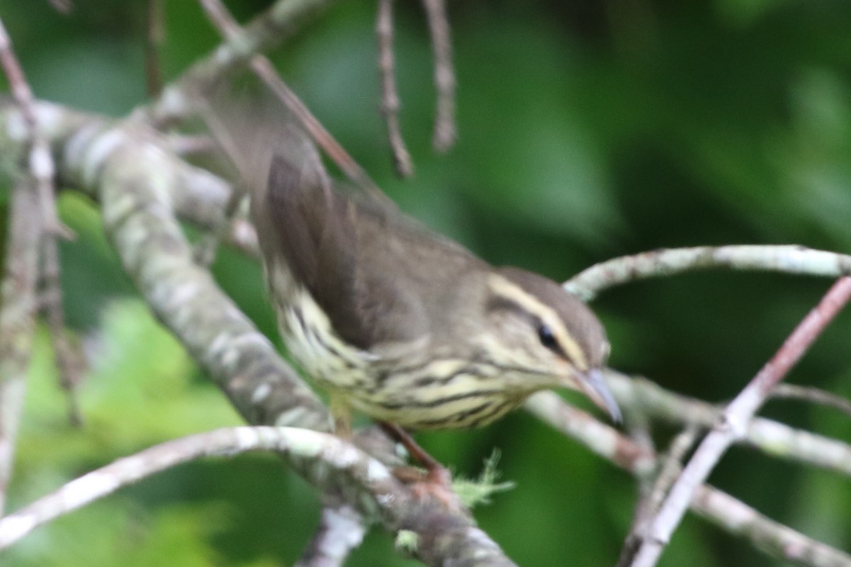 Northern Waterthrush - ML611533899