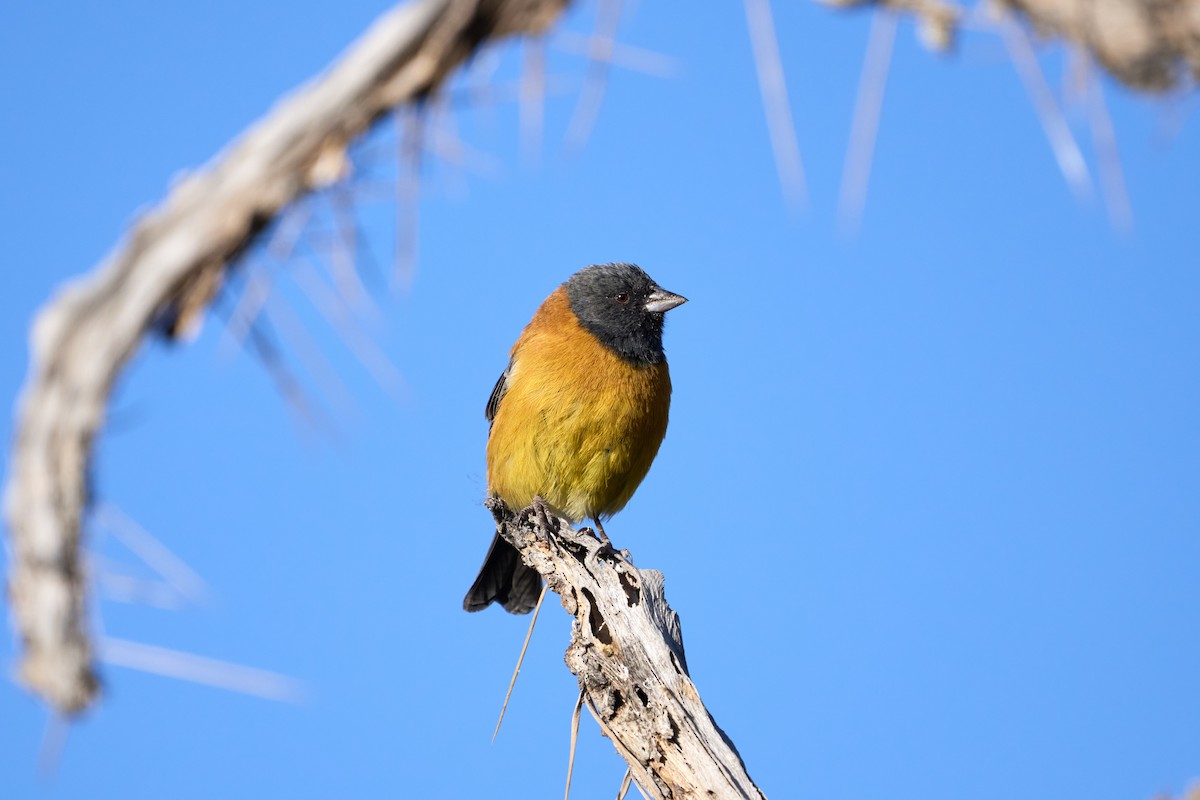 Black-hooded Sierra Finch - Luis Salazar Vargas