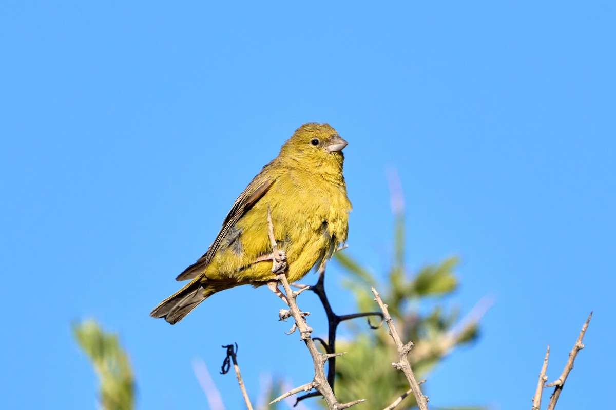 Greenish Yellow-Finch - ML611533923