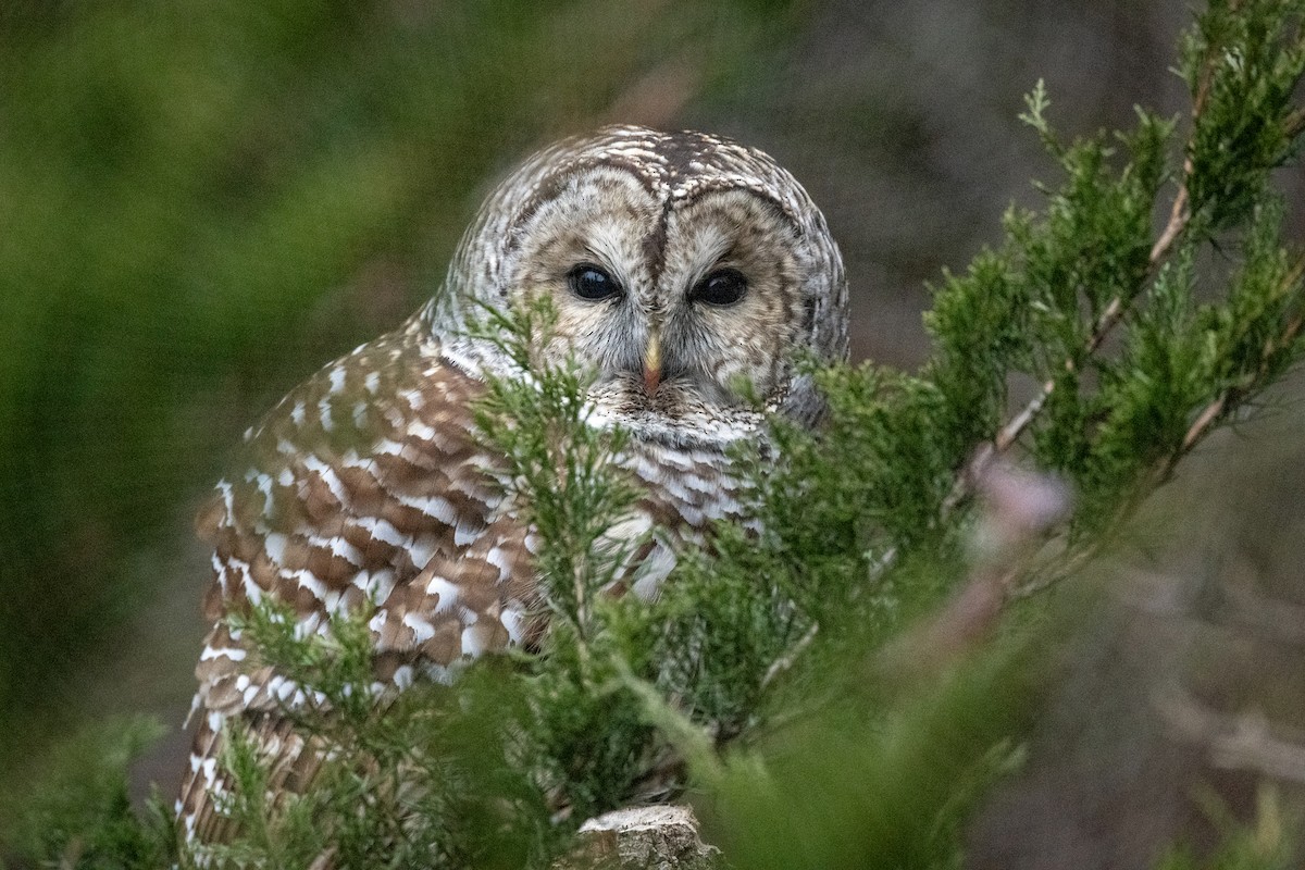 Barred Owl - ML611533946