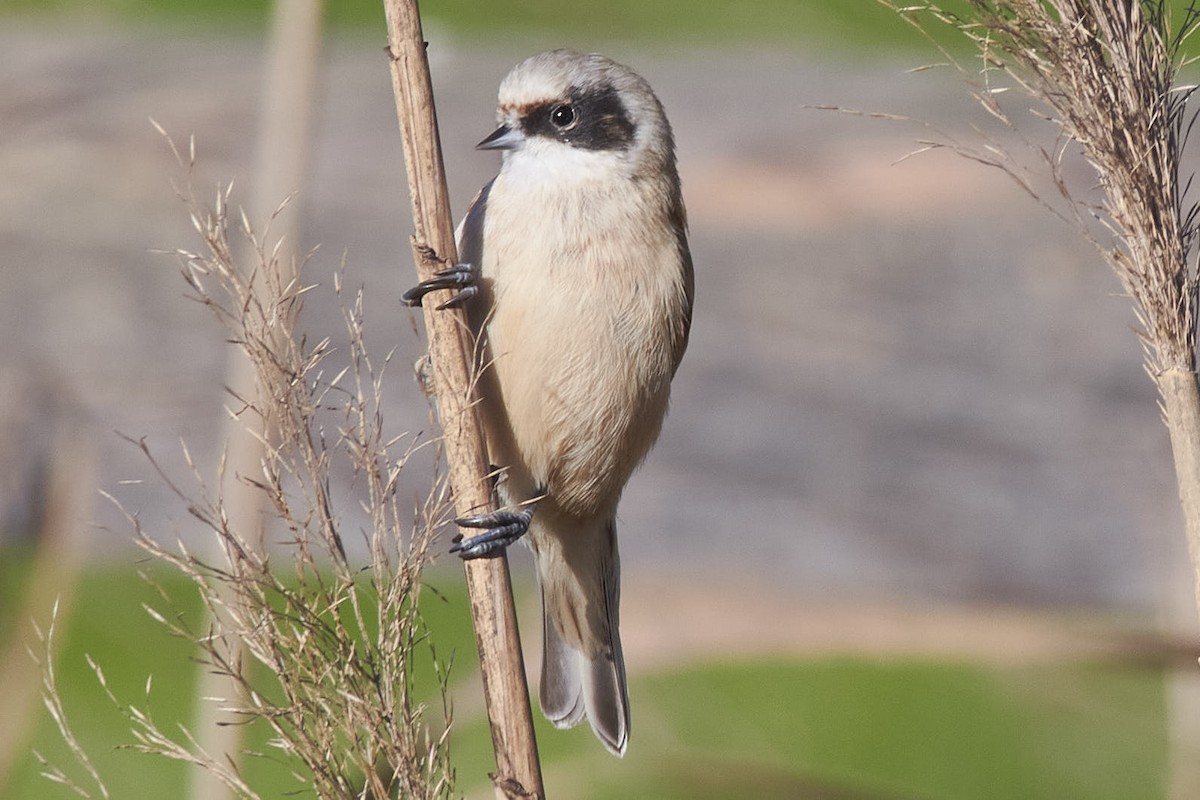 Eurasian Penduline-Tit - ML611534029