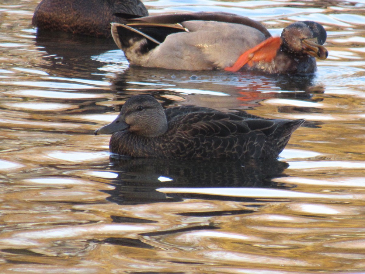 American Black Duck - ML611534072
