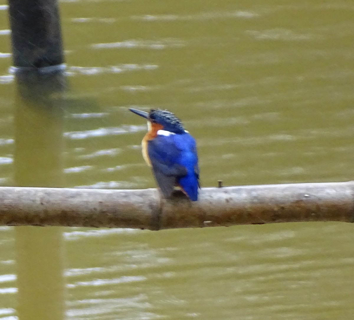 Malagasy Kingfisher - ML611534266