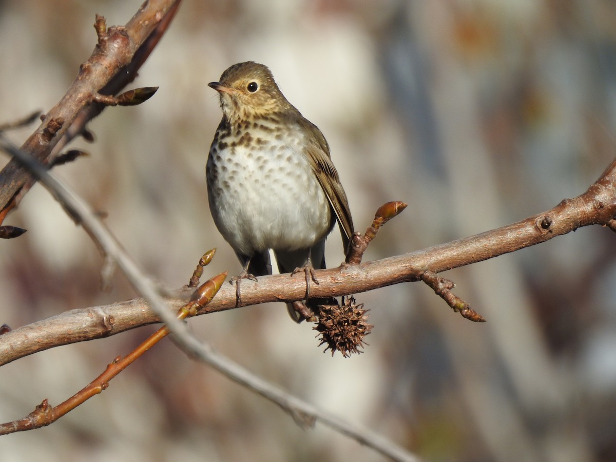Swainson's Thrush - ML611534298