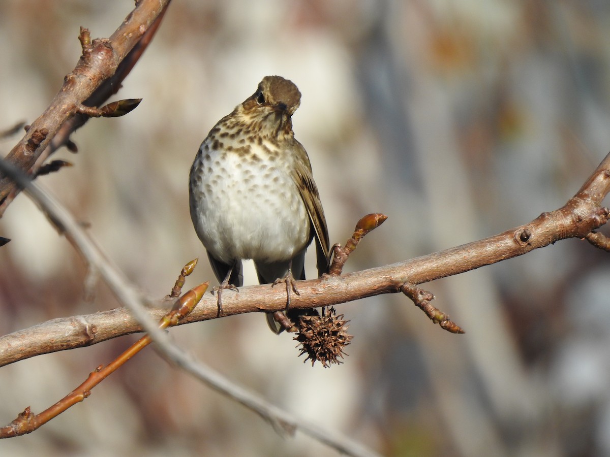 Swainson's Thrush - ML611534299