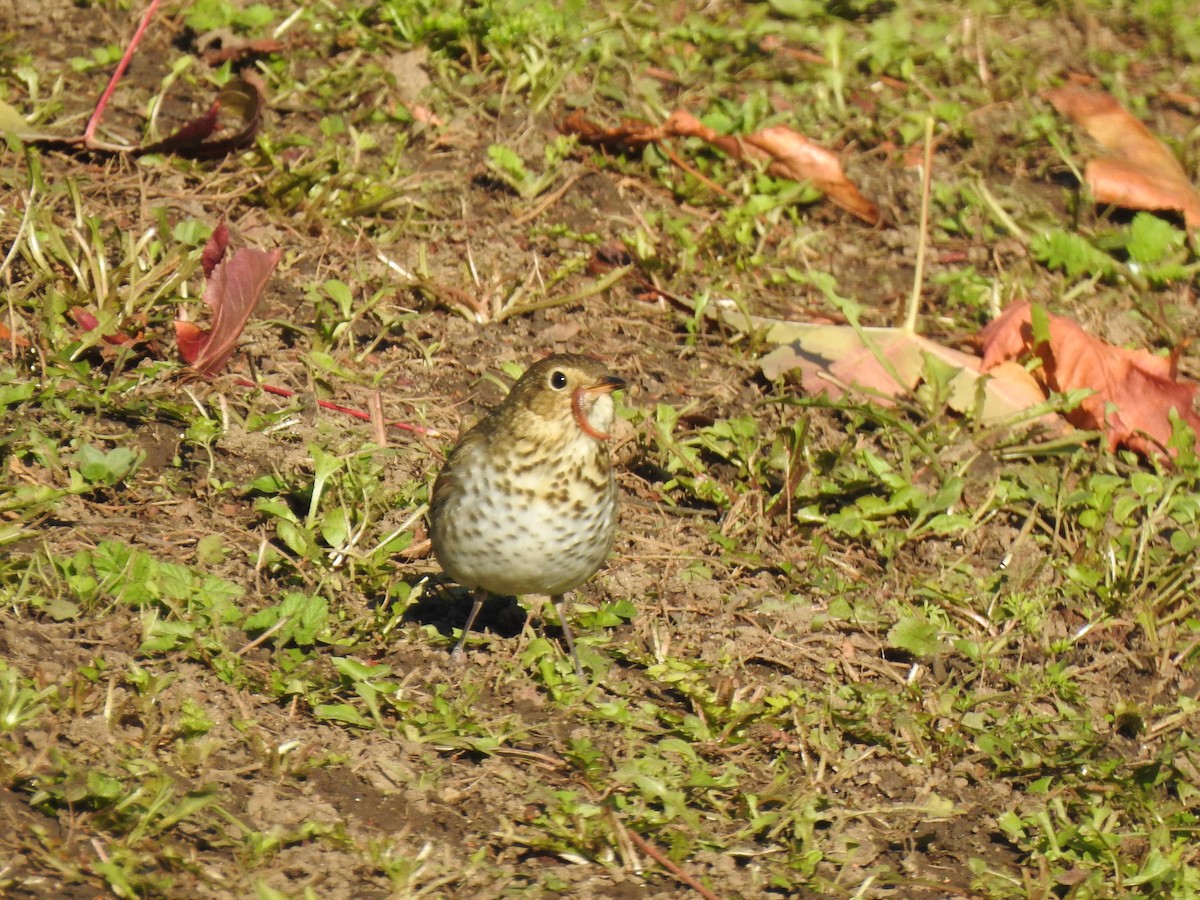 Swainson's Thrush - ML611534301
