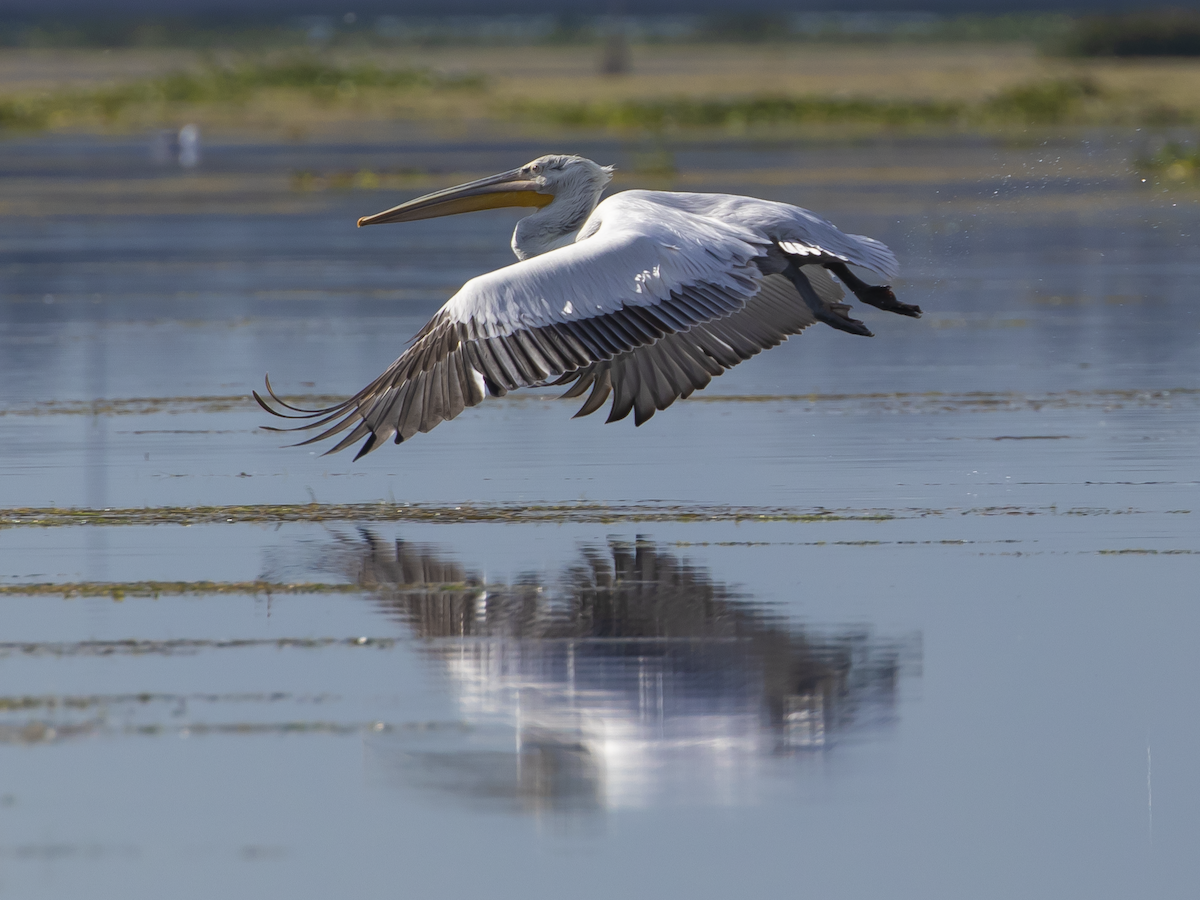 Dalmatian Pelican - ML611534307
