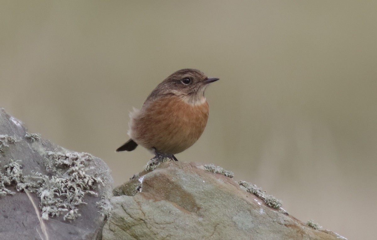 European Stonechat - Dave Curtis