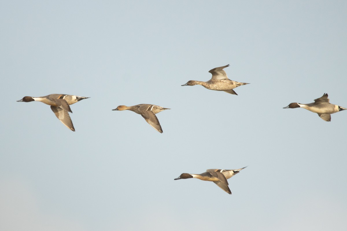 Northern Pintail - ML611534561