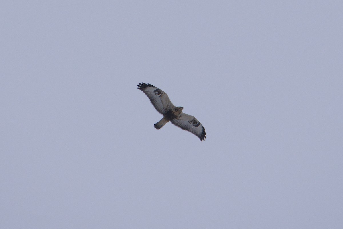 Raufußbussard - ML611534599