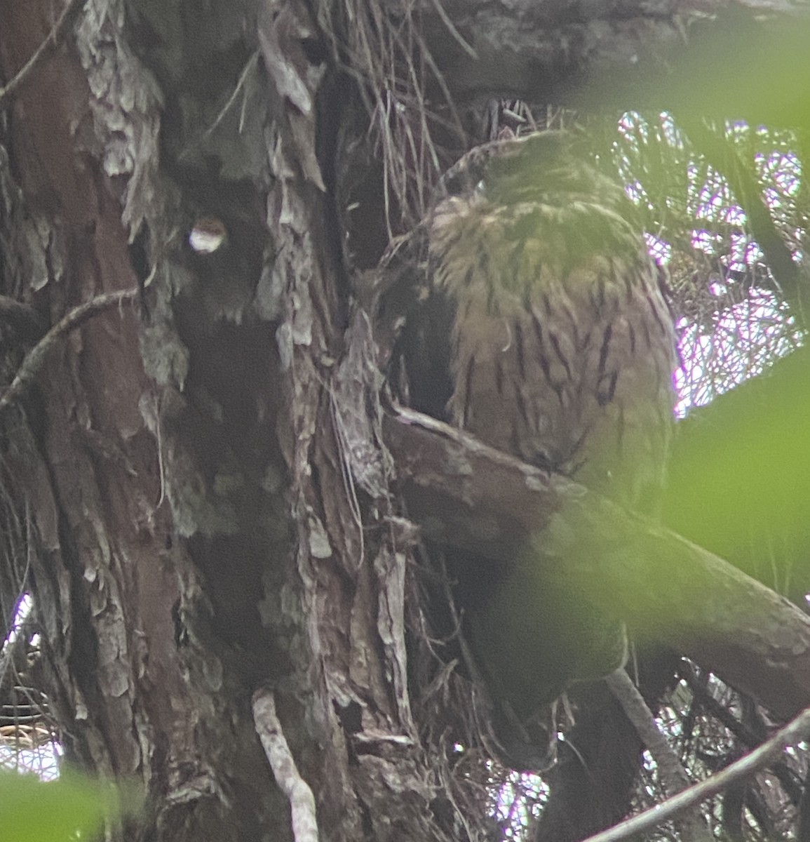 Madagascar Owl - Sandra Keller