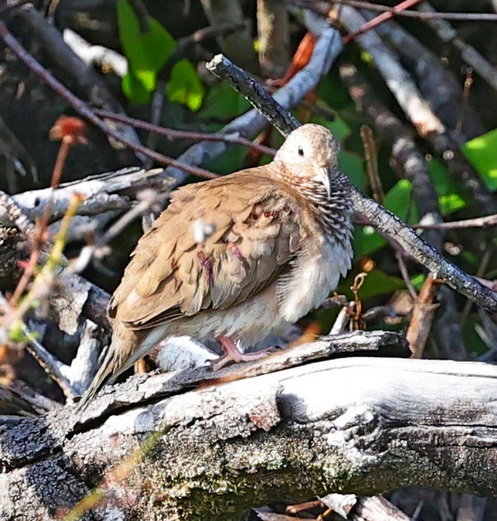 Columbina Común - ML611534652