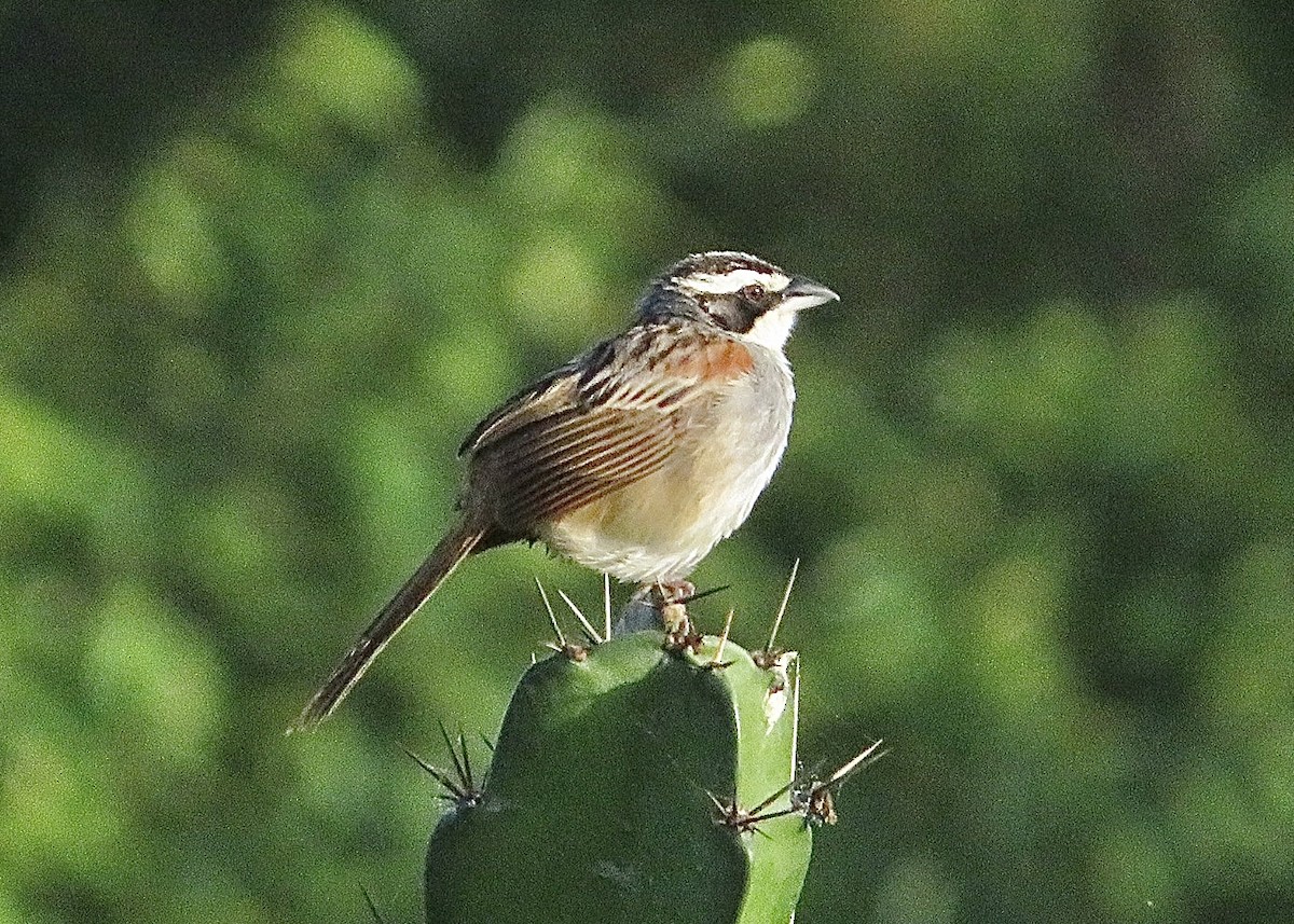 Stripe-headed Sparrow - Nick A. Komar Jr.