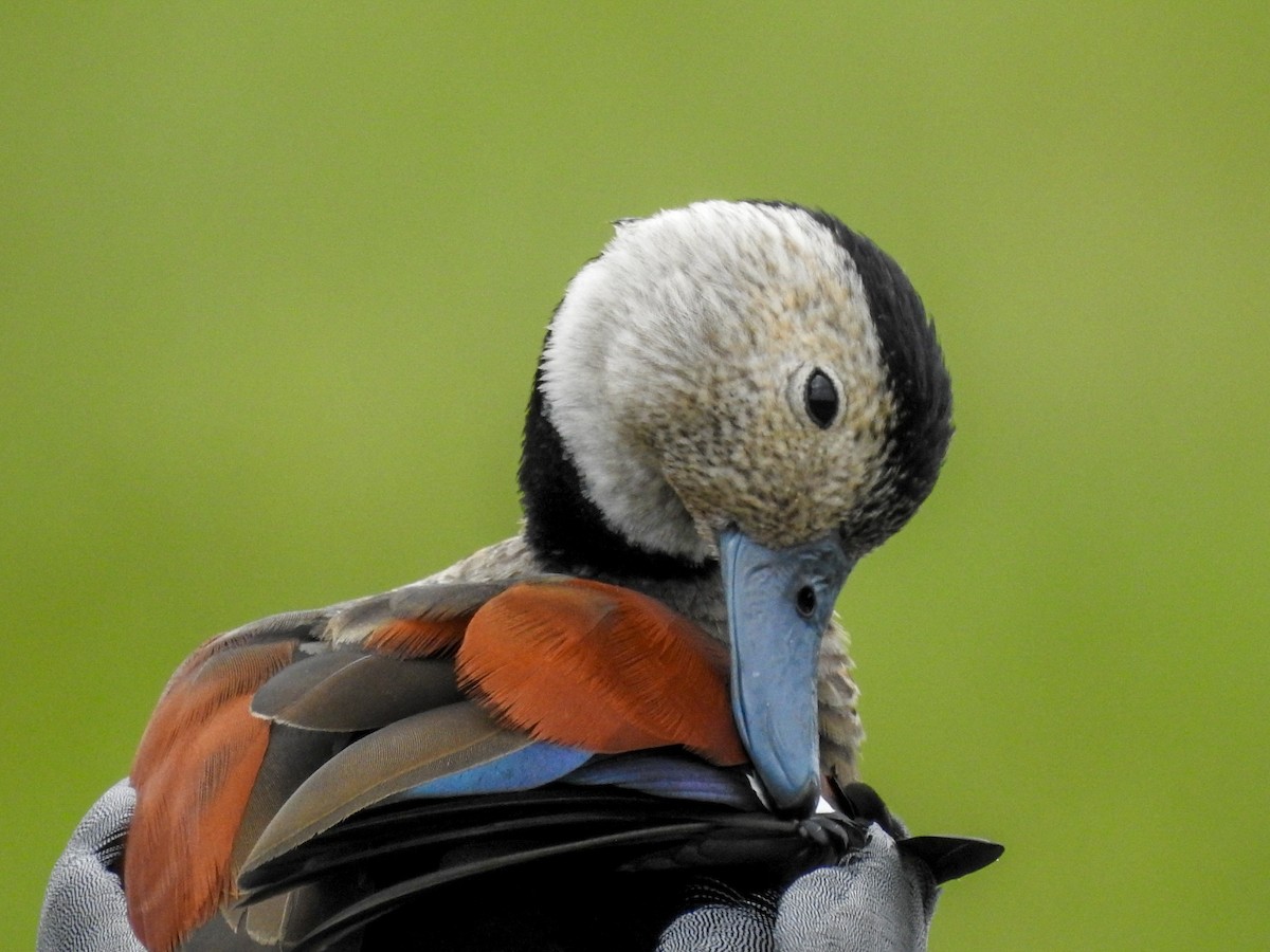 Ringed Teal - ML611534842