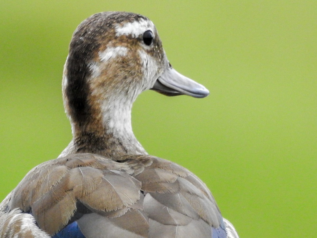 Ringed Teal - ML611534844