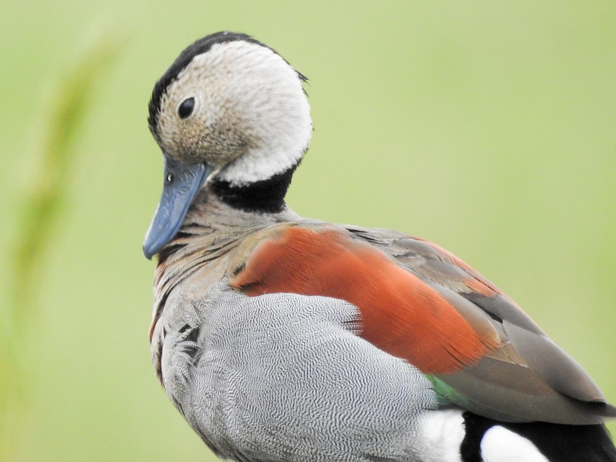 Ringed Teal - ML611534845