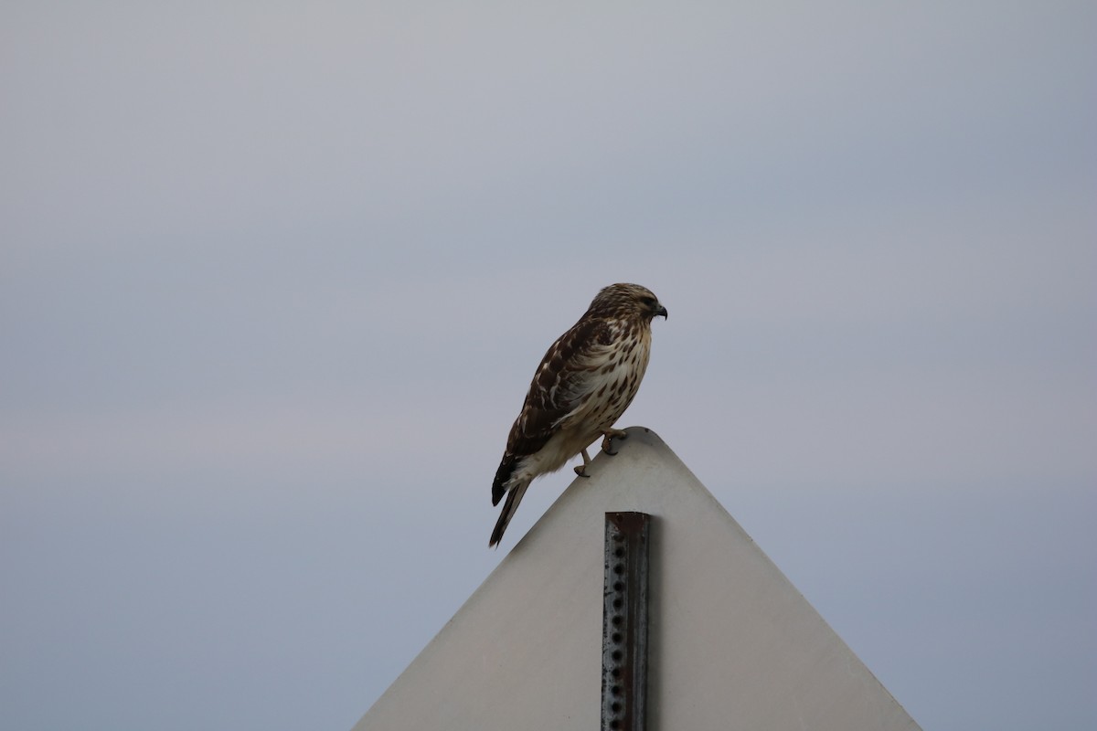 Red-shouldered Hawk - ML611534860