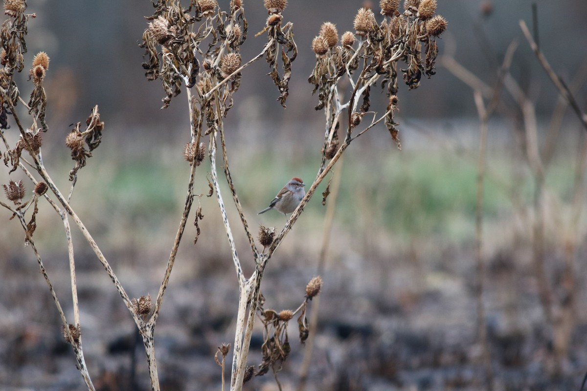 American Tree Sparrow - ML611534896