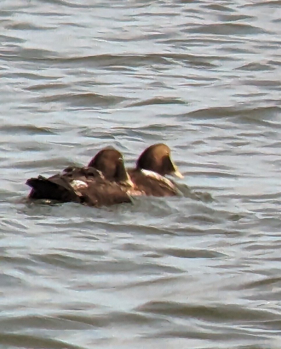 Common Eider - ML611535087